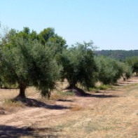 olivera